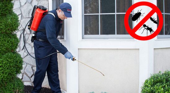 Dinar Karınca İlaçlama böcek ilaçlama ve haşere kontrolü — ilaclama-tr.com